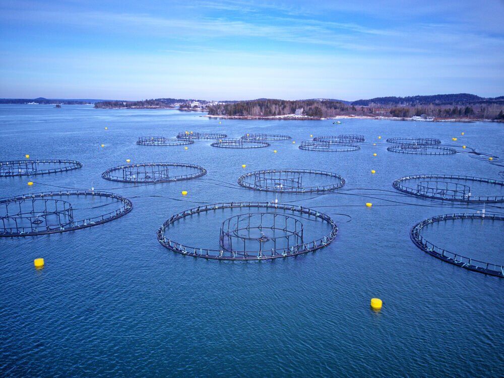 8. Maine